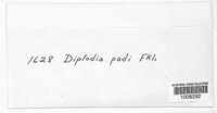 Diplodia padi image